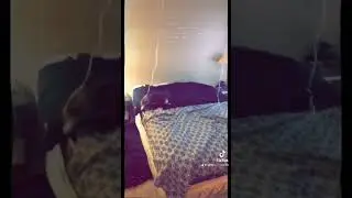 Memories #cat #funny #pets #funnycats #animal #cutecat #cats #canada #india #youtubeshorts