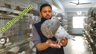 Gaditano pouter pigeon | imported fancy pigeon | European pigeon collection | unique amazing pigeon