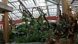 red flowers  is the  most powerful  and lucky long life can get depression our lives