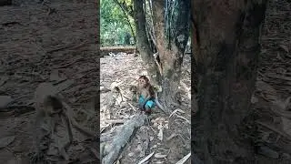 Monkeys Try to Help a Dog in the Funniest Way! #monkey #monkeys #monkeychallenge #monkeydluffy
