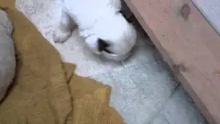 VID00262