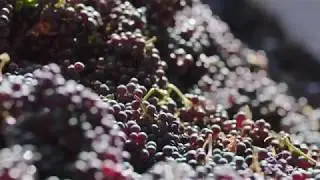 Vieni a Trovarci in Valcalepio - Valcalepio Wine Ambassador