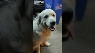 Friendly Cute Dog // Golden Retriever #Shorts #Dogvideo
