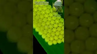Green shieldbug (Palomena prasina)'s eggs. #short #eggsofinsect