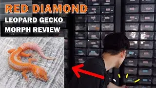 Red Diamond Leopard Gecko Morph Review | GECKOPIA