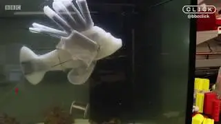 Artificial lionfish powered by &lsquo;robotic blood&rsquo;