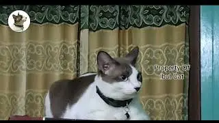 Kucing manja selalu jilatin majikannya. 04