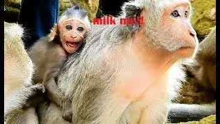 Poor baby Julina scream out loud+cry long sound beg mom for milk,Julina cry sad mom deny milk