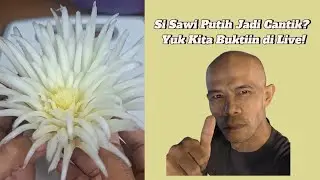Si Sawi Putih Jadi Cantik? Yuk Kita Buktiin