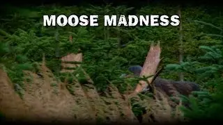 CITR1006-Moose Madness - Tease Intro