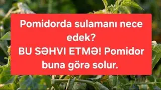 Eftrafli izah:Pomidorda sulamanı nece edek?BU SƏHVI ETMƏ! Pomidor buna g&ouml;rə solur.#pomidor  #parnik 