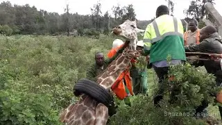 Wildlife Medics - Giraffe Rescue from Tyre - Kenya
