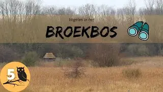 VOGELHUT in het BROEKBOS - vogelvlog 5