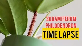 PHILODENDRON SQUAMIFERUM TIME LAPSE