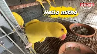 What I Feed My Birds Daily | Full Morning Routine & Soft Food Recipe