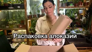 Распаковка алоказий (Украина)🌱 4.07.2025