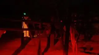 Chester zoo, bat enclosure 