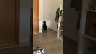 Dog's Tail Wags Like a Fan Hearing Outside Sounds
