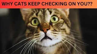 Why Cats Keep Eye on Their Owners? | Cats Behaviour
