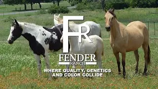 FENDER RANCH - Where Quality, Genetics and Color Collide