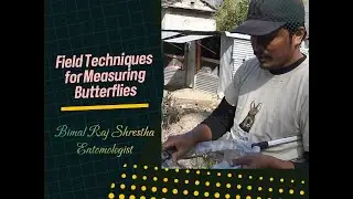 Butterfly measurement. Bimal Raj Shrestha