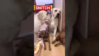 FUNNY! Snitches Get Stitches 🤣🤣🤣 #shorts #labradorretriever #video