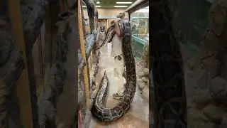 Largest Burmese Python on Earth 😳 #shorts #snake #python #reptile #animals
