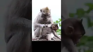 #familymonkey #monkeybaby #monkey #macaque #animal