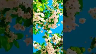 #whiteflowers #naturebeauty #naturesounds #springvibes #shorts #viralvideo #trending