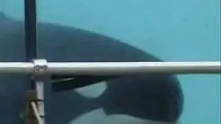 Orcas at Marineland Antibes