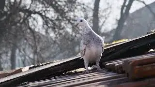 Racing pigeon out for their first fly. First 3 days of the young birds being out&rsquo;
