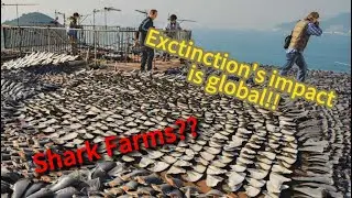 Shark Finning is more than just Ethics!!