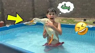 بلونه سبح بالمسبح 😍والبطه سبحت ويا 🐥😂