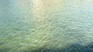 manatee and baby at manatee viewing center