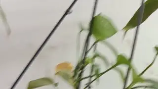 # SHORT VIDEO # snake eating fruit 🍑🍑 # pusoan.thanks for watching #