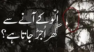 Dawatesilami | Ullo (Owl) kay  Anay Say Ghar Ujar jata hai ? | By Dar ul ifta Ahle Sunnat