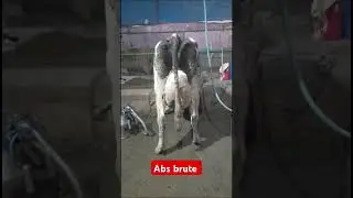 #abs brute bull super result