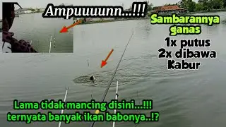 Sampai putus !!! tidak disangka berkali-kali disambar nila Babon,mancing dimarunda Empang bang Unan