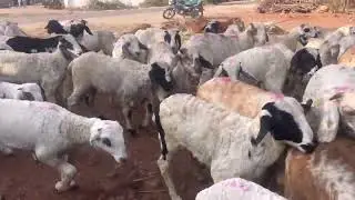 Amingada Sheep Kids fore Sale contact Now 9686760399