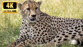 Lightning Speed Cheetah Hunt in 4K | Nature&rsquo;s Fastest Predator