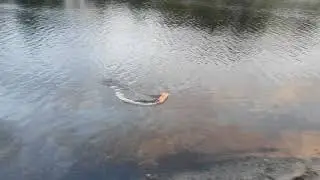 Pro Boat Jet Jam
