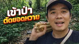 They went into the forest to find food.