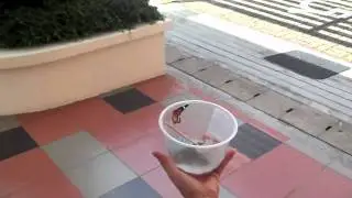 Red Lacewing Butterfly Singapore