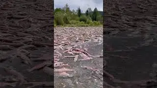 Good sign for a prolific trout fishery!  #fishing #troutfishing #flyfishing #salmon #alaska