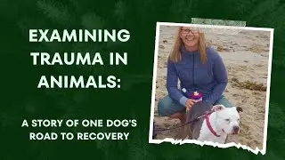 Examining Trauma In Animals: a story of one dog's road to recovery.