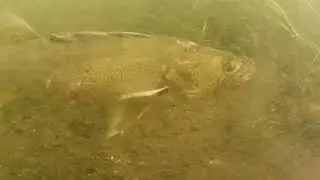 Old Scarred Walleye lurking the Gull River/Me testing Seac Gear 