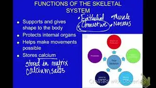Skeletal System Functions, Macroscopic and Microscopic Structures Lecture 2018