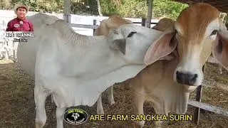 ชมวัวบราห์มันเลือดร้อย ARE FARM  รุ่นฟันน้ำมัน และรุ่นแม่ท้องแก่