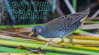 Spotted Crake