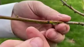 Whip and Tongue graft a fruit tree